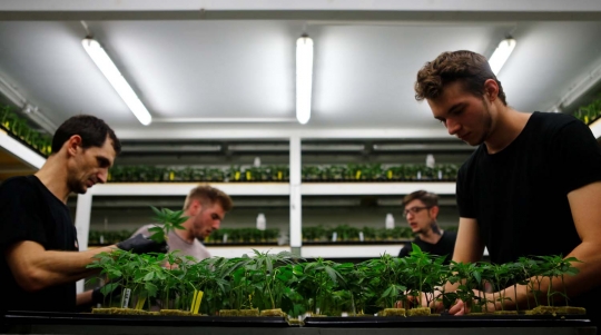 Melihat kebun ganja untuk medis di Austria