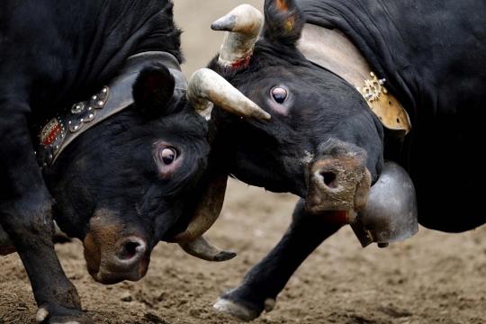 Mengerikannya sapi-sapi saat bertarung di ajang Battle of the Queen