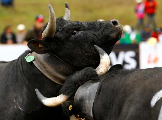 Mengerikannya sapi-sapi saat bertarung di ajang Battle of the Queen