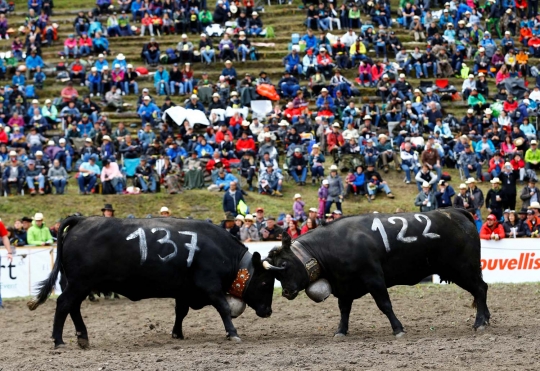 Mengerikannya sapi-sapi saat bertarung di ajang Battle of the Queen