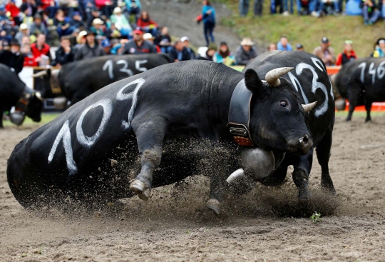 Mengerikannya sapi-sapi saat bertarung di ajang Battle of the Queen