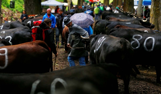Mengerikannya sapi-sapi saat bertarung di ajang Battle of the Queen