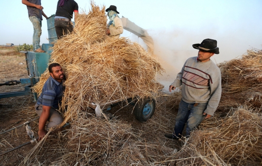 Kegigihan pria tanpa kaki di Gaza jadi petani demi hidupi keluarga