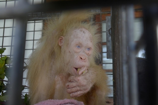 Tingkah lucu orangutan albino di Kalteng usai dua pekan dirawat