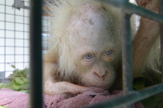 Tingkah lucu orangutan albino di Kalteng usai dua pekan dirawat