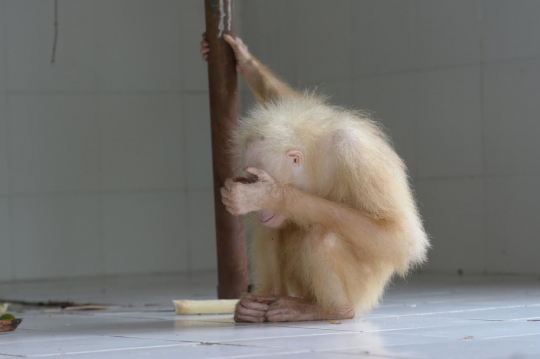 Tingkah lucu orangutan albino di Kalteng usai dua pekan dirawat