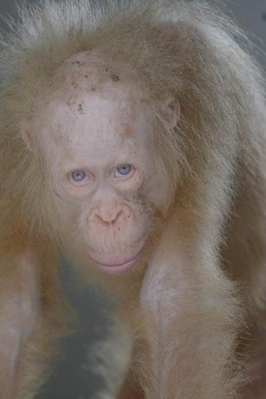 Tingkah lucu orangutan albino di Kalteng usai dua pekan dirawat