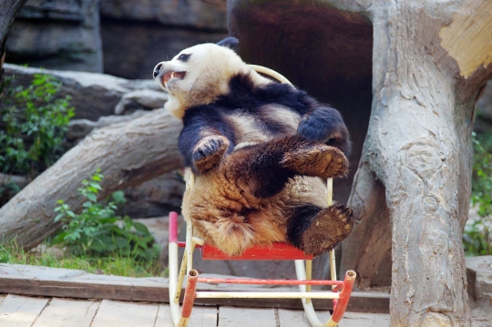 Kasihan, panda ini terjungkal saat asyik santai di kursi goyang