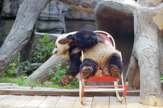 Kasihan, panda ini terjungkal saat asyik santai di kursi goyang