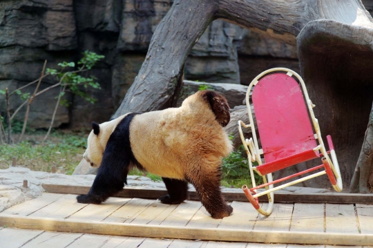 Kasihan, panda ini terjungkal saat asyik santai di kursi goyang