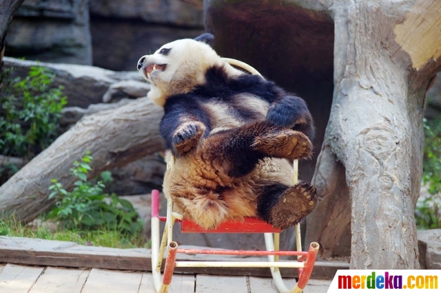 Foto Kasihan panda ini terjungkal saat asyik santai di 