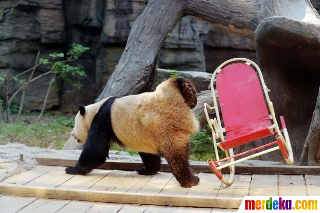 Foto Kasihan panda ini terjungkal saat asyik santai di 