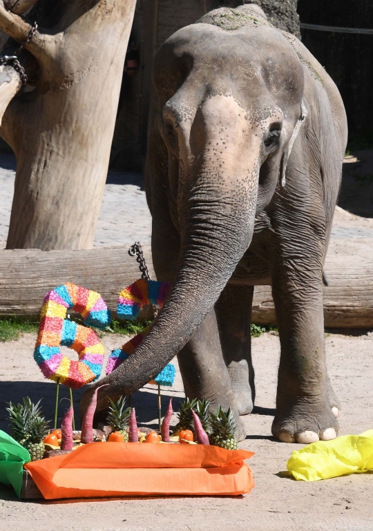 Gajah tertua di Jerman rayakan ulang tahun ke-62