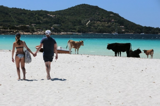 Sensasi berjemur di pantai bareng kawanan sapi liar