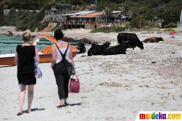 Foto : Sensasi berjemur di pantai bareng kawanan sapi liar| merdeka.com