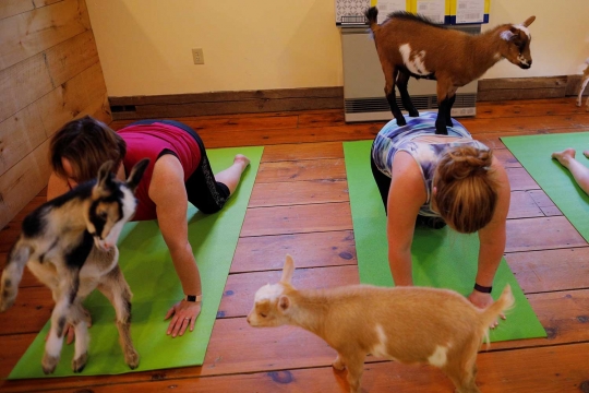 Menikmati relaksasi yoga bersama kambing di negeri Paman Sam