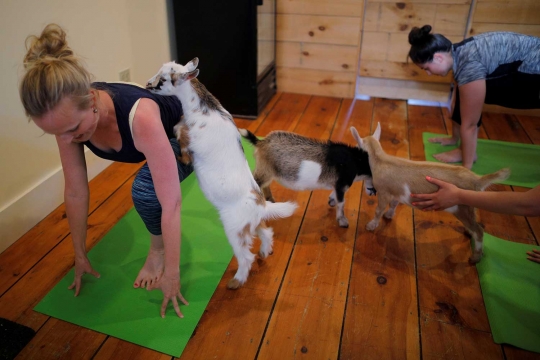 Menikmati relaksasi yoga bersama kambing di negeri Paman Sam