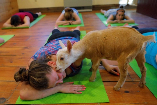 Menikmati relaksasi yoga bersama kambing di negeri Paman Sam