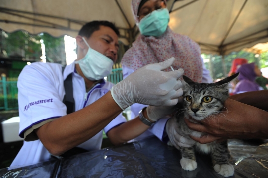 Dokter hewan beri vaksin anti rabies gratis di Cibinong