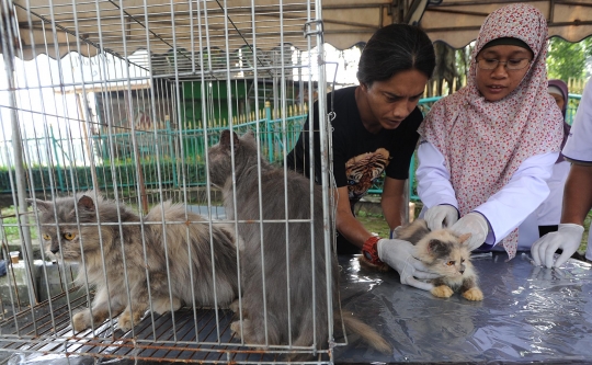 Dokter hewan beri vaksin anti rabies gratis di Cibinong