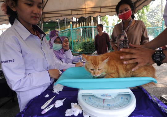 Dokter hewan beri vaksin anti rabies gratis di Cibinong