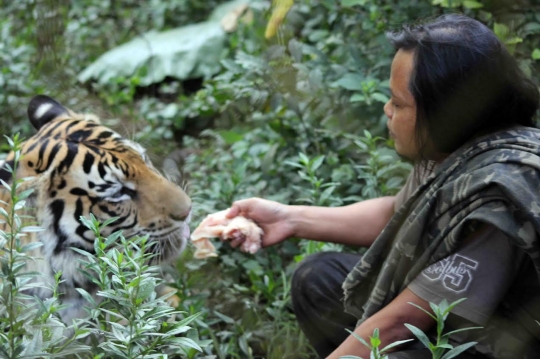 Akrabnya Sholeh dengan harimau yang sudah dirawatnya selama 10 tahun