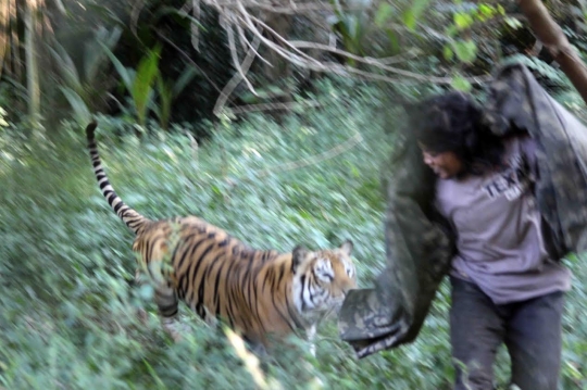Akrabnya Sholeh dengan harimau yang sudah dirawatnya selama 10 tahun