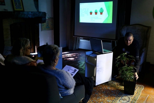 Intip cara Chile ajarkan warganya menanam ganja dalam ruangan