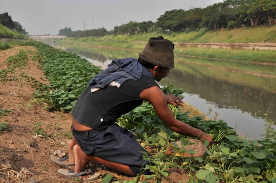 Menanam rezeki di pinggir Kanal Banjir Timur