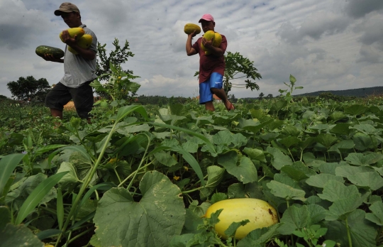 Cuaca tak menentu, harga timun suri meroket