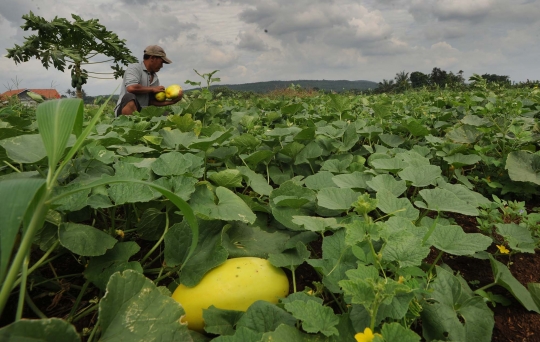 Cuaca tak menentu, harga timun suri meroket