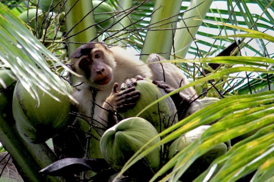 Kisah primata pemetik kelapa di Padang Pariaman