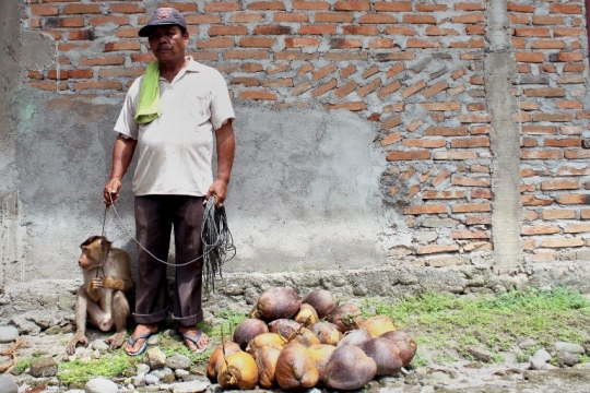 Kisah primata pemetik kelapa di Padang Pariaman