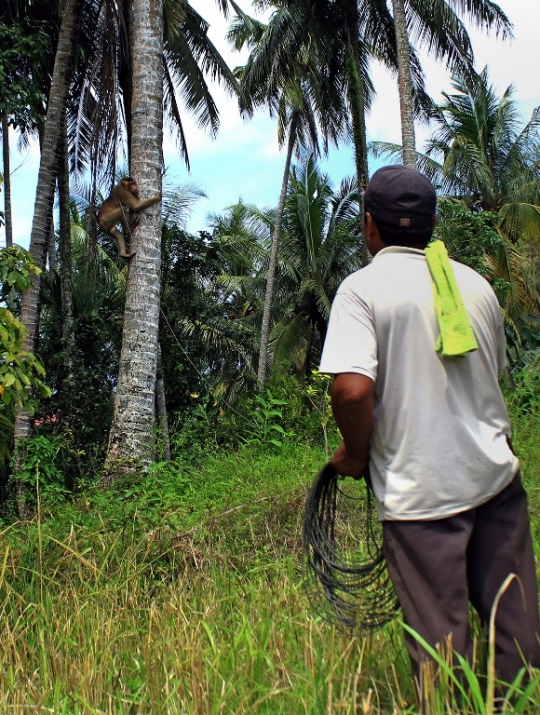 Kisah primata pemetik kelapa di Padang Pariaman