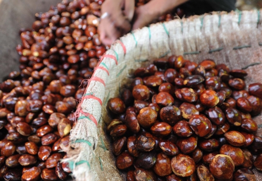 Harga jengkol mulai alami penurunan