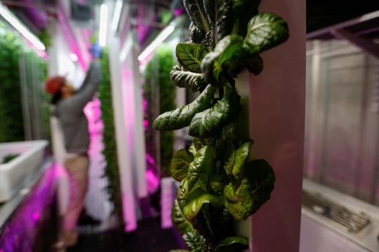 Minim lahan, warga New York menanam sayur di dalam kontainer