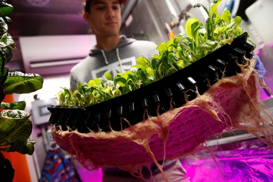 Minim lahan, warga New York menanam sayur di dalam kontainer