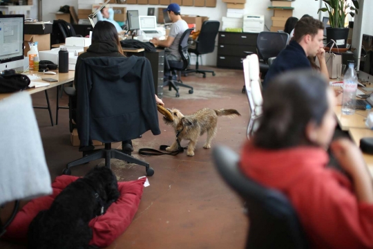 Kantor di AS ini bolehkan karyawannya membawa anjing