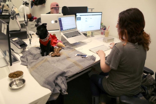 Kantor di AS ini bolehkan karyawannya membawa anjing