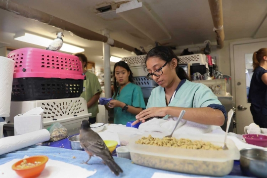 Aktivitas para relawan penyelamat burung di AS