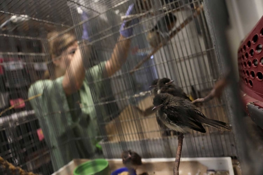 Aktivitas para relawan penyelamat burung di AS