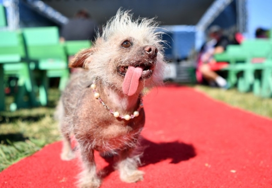 Melihat Kompetisi Anjing Terjelek Dunia di California