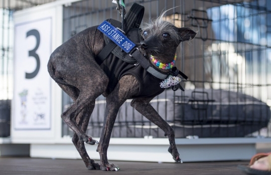 Melihat Kompetisi Anjing Terjelek Dunia di California