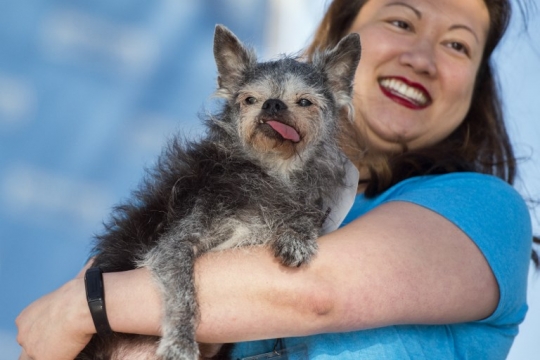 Melihat Kompetisi Anjing Terjelek Dunia di California