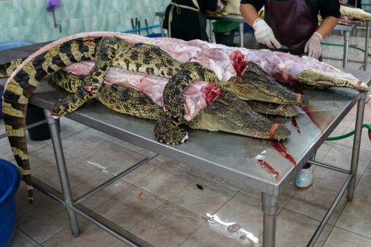 Menengok industri pengolahan kulit buaya di negeri Gajah Putih