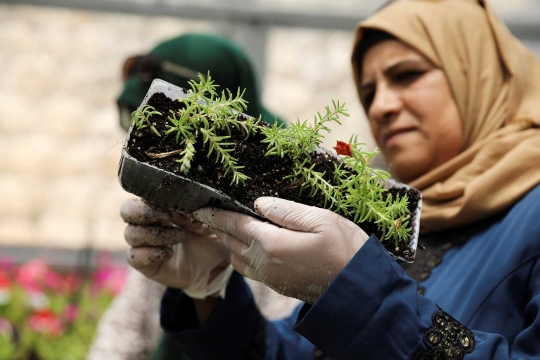 Berkebun di rumah kaca jadi ladang bisnis kaum hawa Palestina