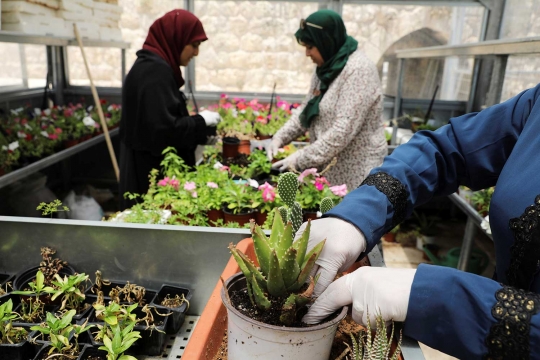 Berkebun di rumah kaca jadi ladang bisnis kaum hawa Palestina