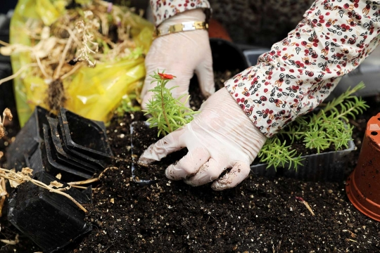 Berkebun di rumah kaca jadi ladang bisnis kaum hawa Palestina