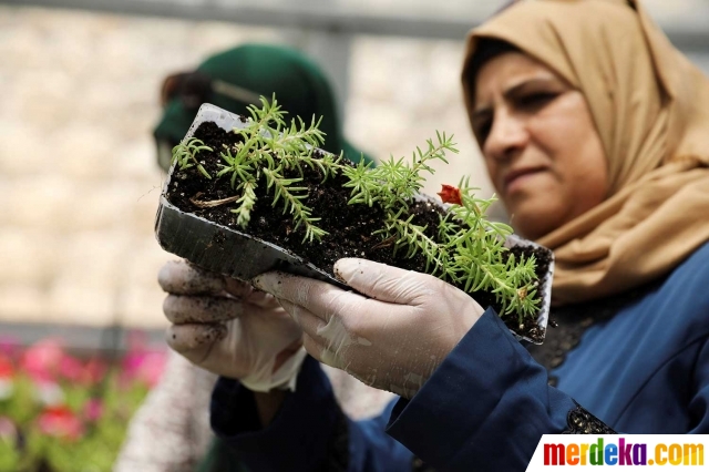 Foto Berkebun di rumah kaca jadi ladang bisnis kaum hawa 