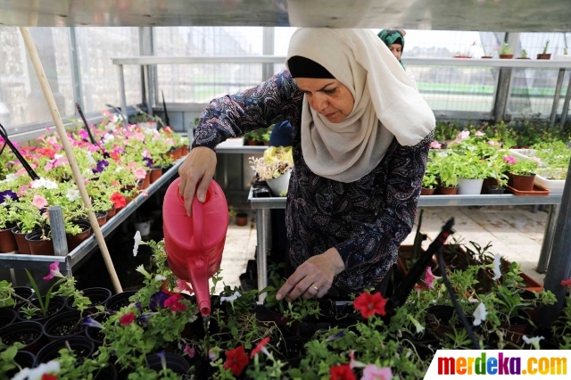 Foto Berkebun di rumah kaca jadi ladang bisnis kaum hawa 